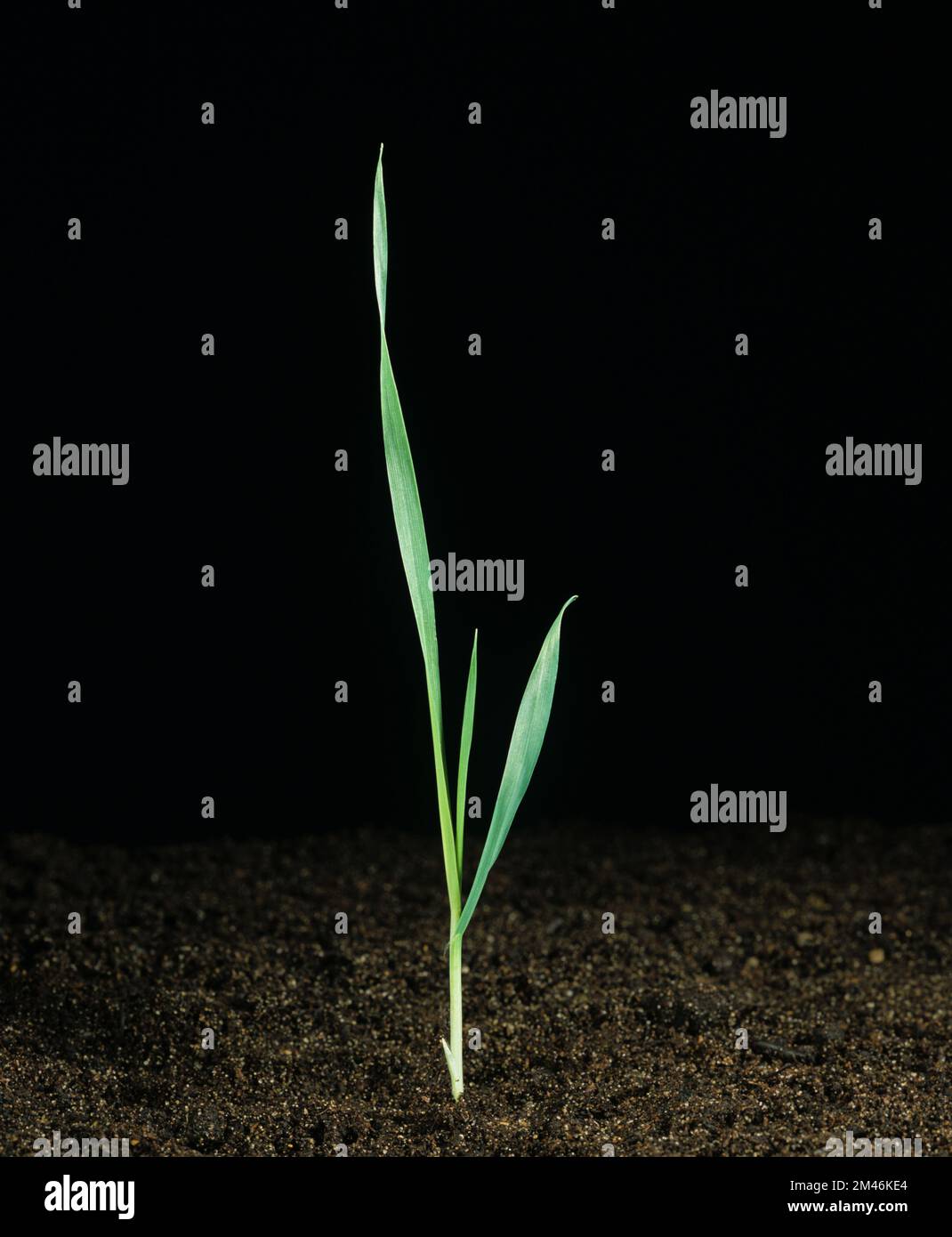 Gerste Hordeum vulgare) vor schwarzem Hintergrund im Wachstumsstadium Zadoks12, Feekes 1 Stockfoto