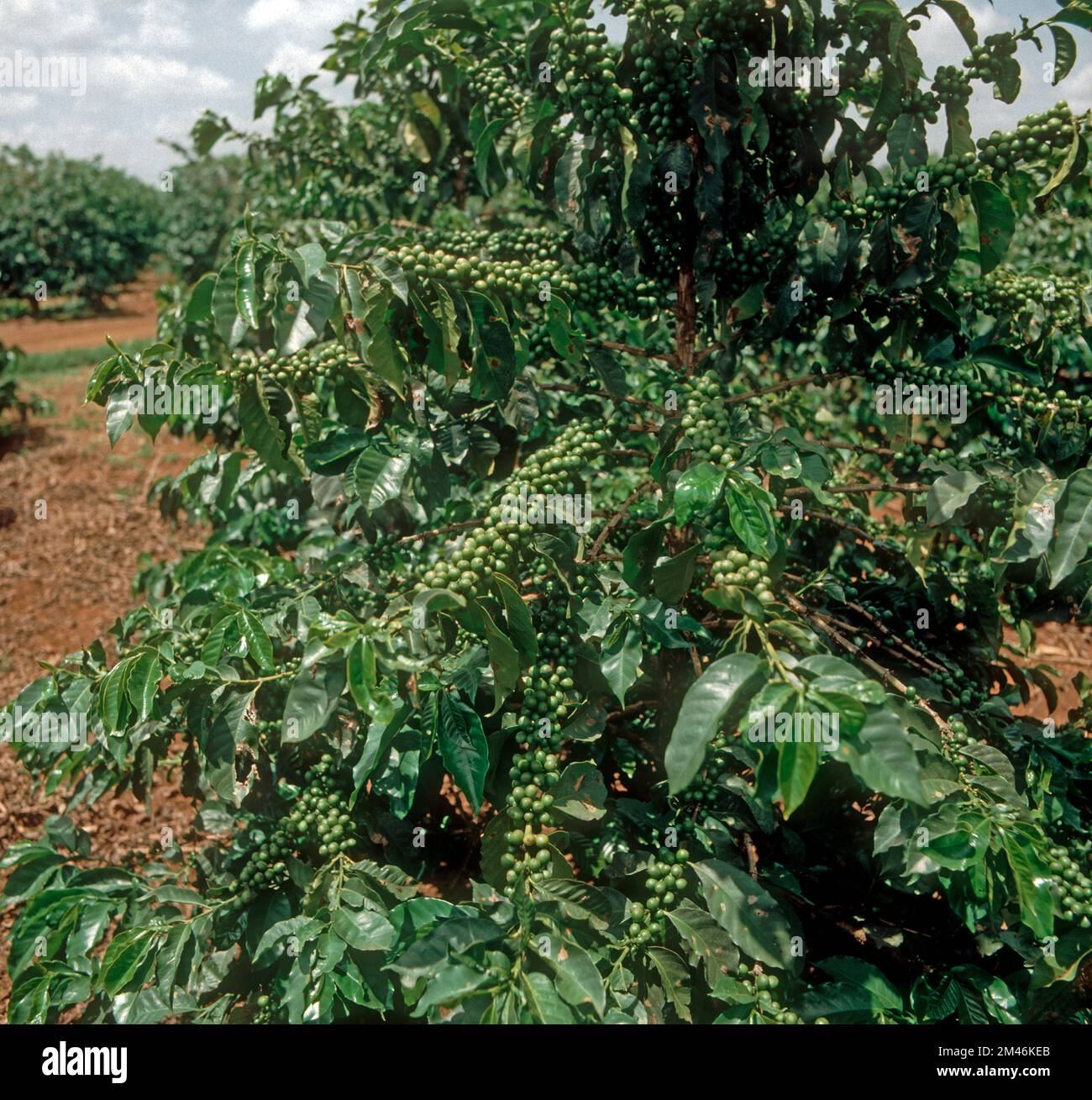 Kaffee (Coffea arabica) Busch mit üppigen grünen, unreifen Beeren in einer großen Plantage in der Nähe von Nairobi, Kenia, April Stockfoto
