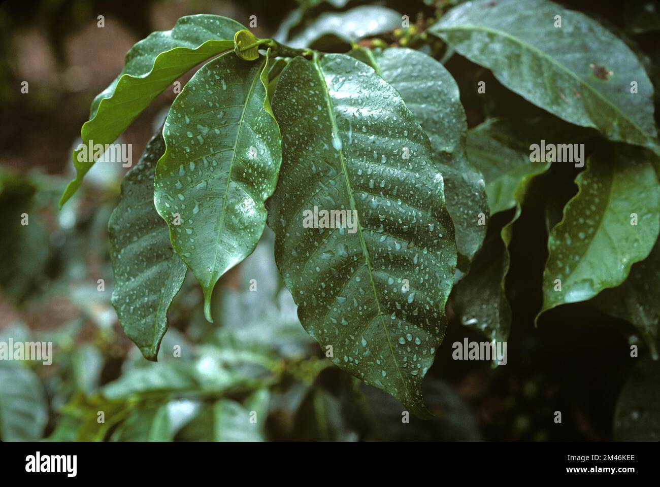 Gute Tröpfchenbedeckung auf arabica-Kaffee (Coffea arabica) Blätter kurz nachdem das Sprühgerät eine Plantagenfrucht in Nairobi, Kenia, passiert hat Stockfoto