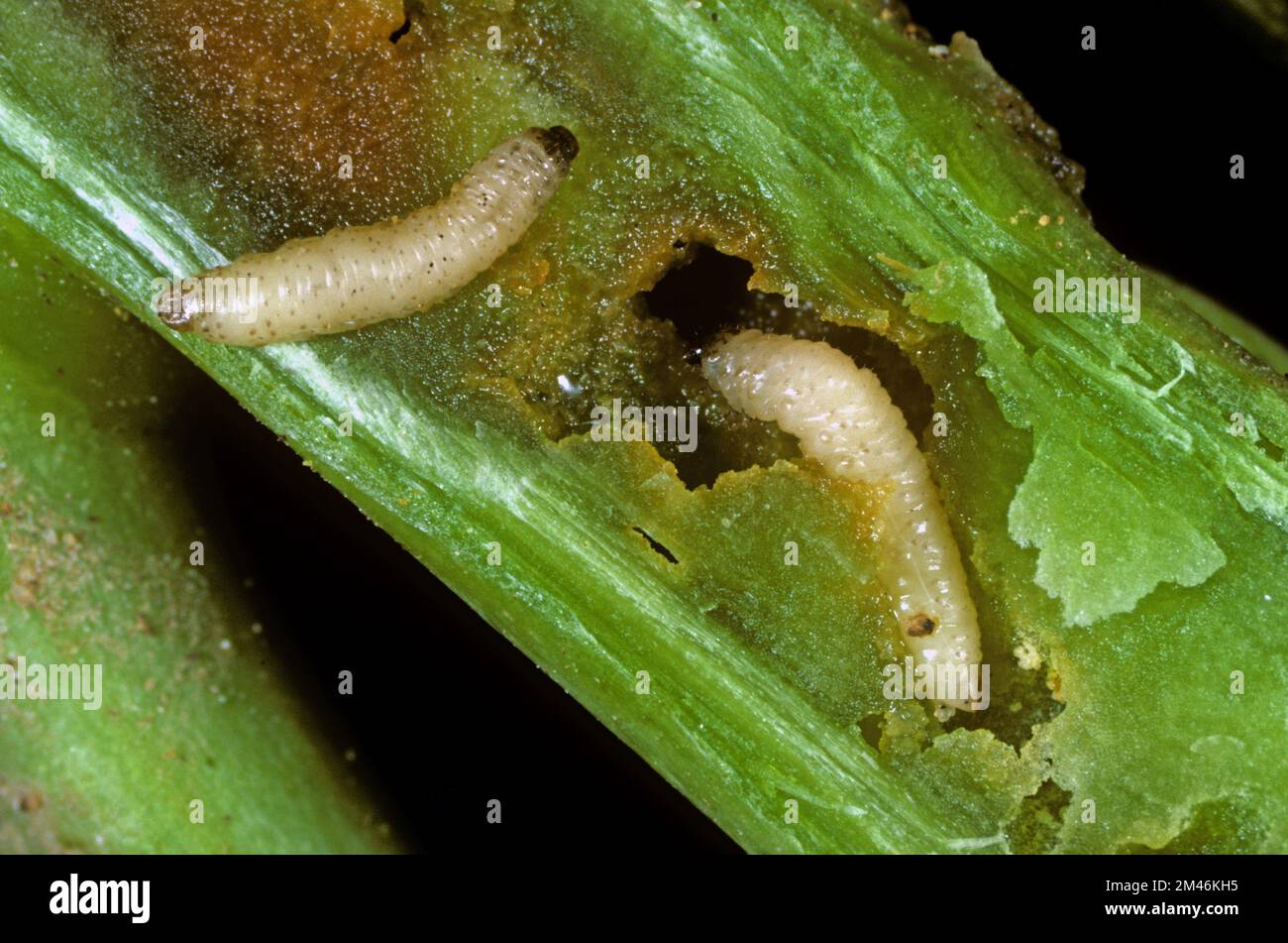Kohlstamm-Flohkäfer-(Psylliodes chrysocephala-)Larven in beschädigtem Raps Brassica napus-) Pflanzenstamm Stockfoto