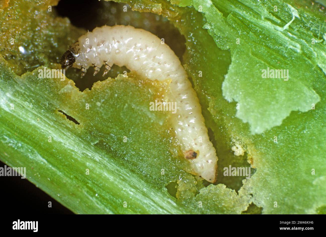 Kohlstamm-Flohkäfer-(Psylliodes chrysocephala-)Larven in beschädigtem Raps Brassica napus-) Pflanzenstamm Stockfoto