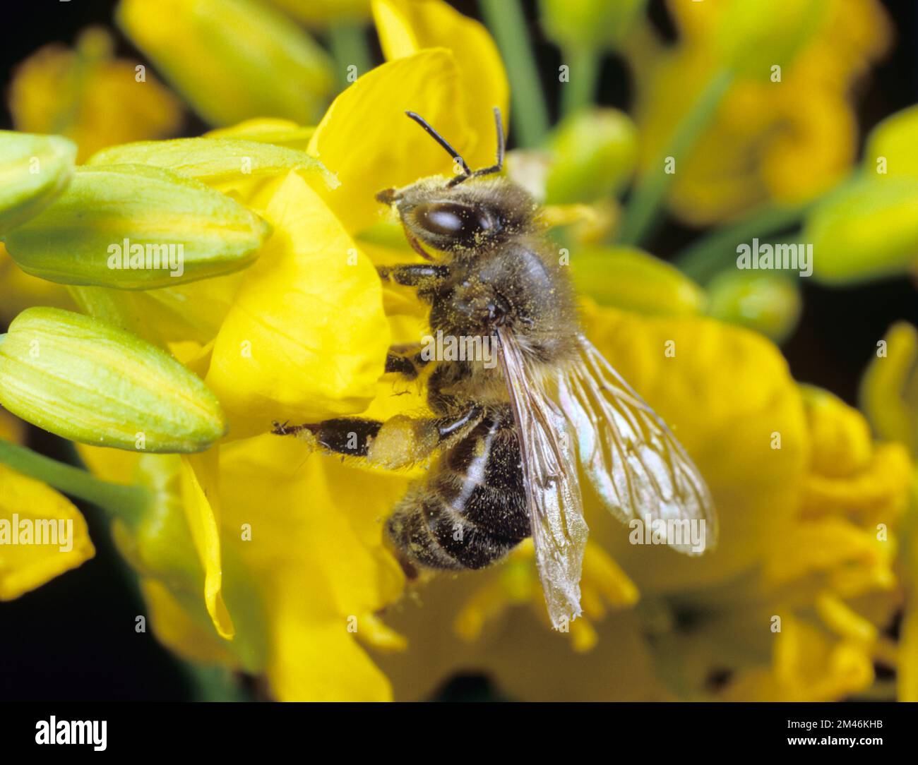 Arbeiter-Honigbiene (APIs mellifera) ein wichtiger Bestäuber, der Nektar und Pollen aus den gelben Blüten des Raps sammelt, Mai Stockfoto