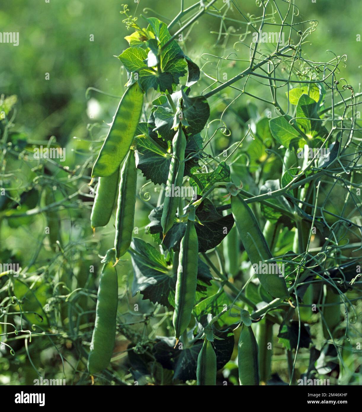 Erbsen (Pisum sativum) in Feldfrucht mit Licht, das durch die Hülsen scheint, um die jungen Erbsen, Wiltshire, Juni, zu Formen Stockfoto
