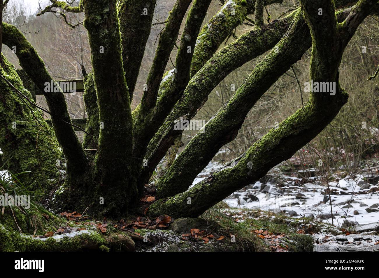Moss Covered Tree Trunks in Winter, North Pennines, Teesdale, County Durham, Großbritannien Stockfoto