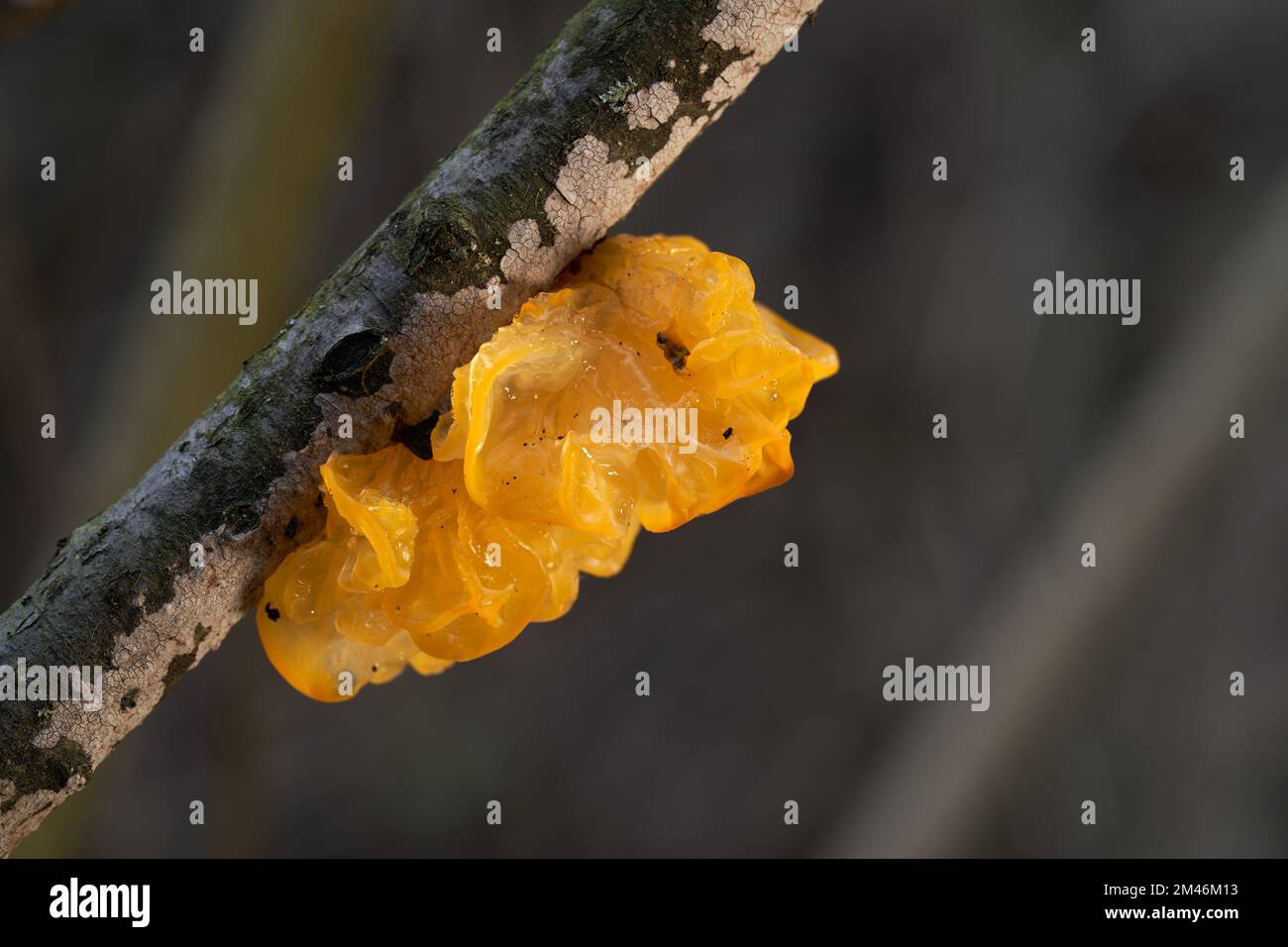 Ungenießbarer Pilz Tremella mesenterica am Baum. Bekannt als gelbes Gehirn, Gelee-Pilz oder gelber Tremler. Wilde goldene Pilze im Wald Stockfoto