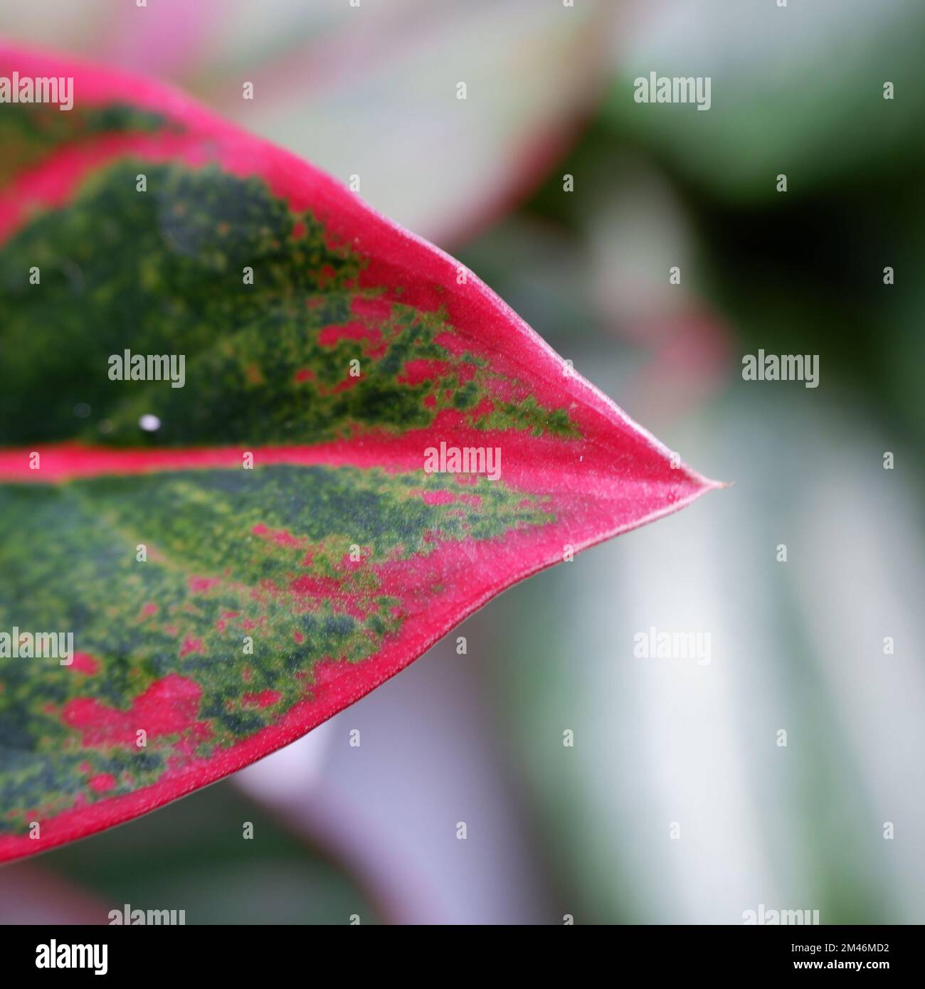 Die Spitze eines Blattes mit rosafarbenen Kanten Stockfoto