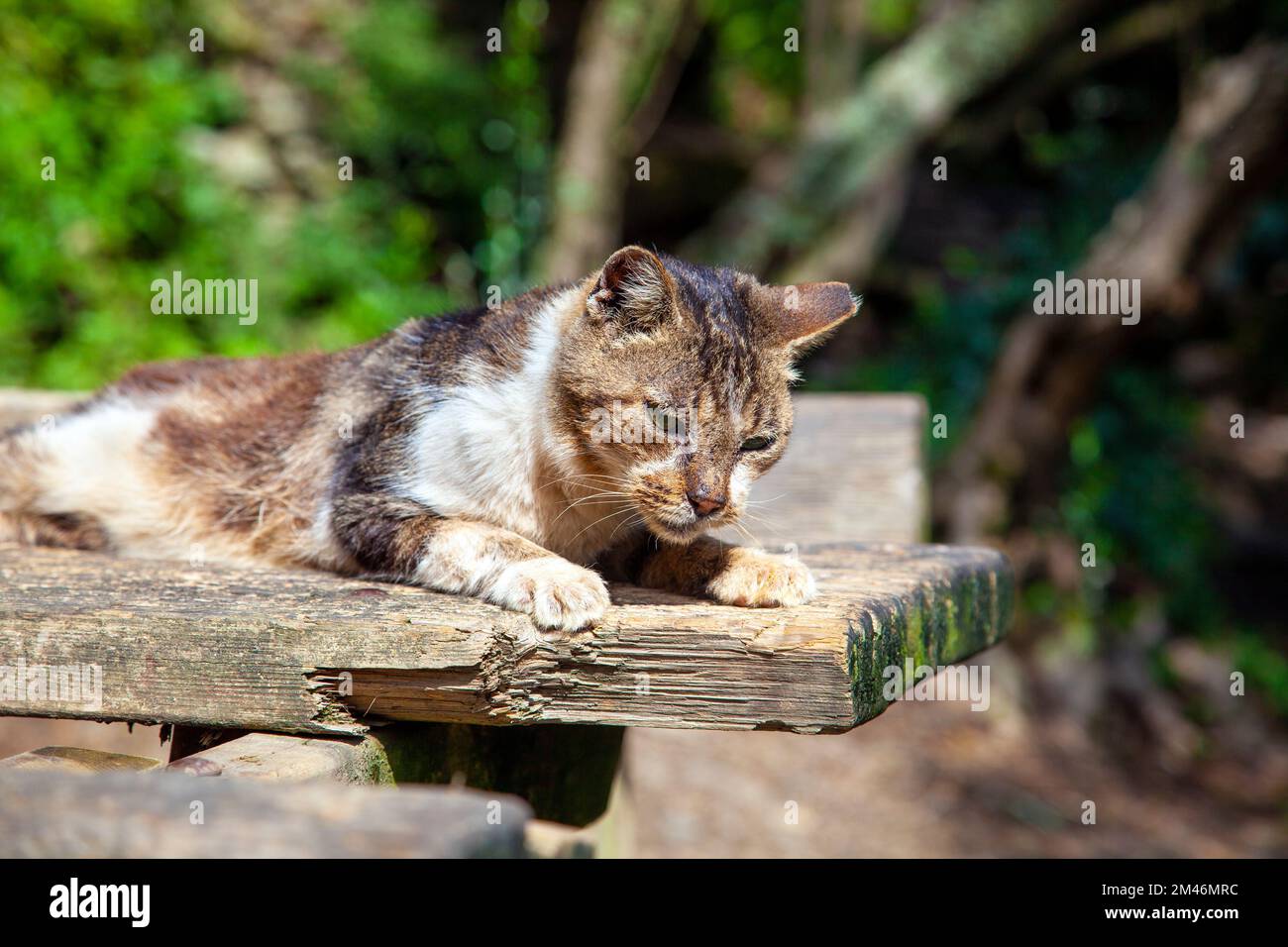 Streunende Katze auf dem Wanderweg zwischen Monterosso Al Mare und Vernazza, Cinque Terre, La Spezia, Italien Stockfoto