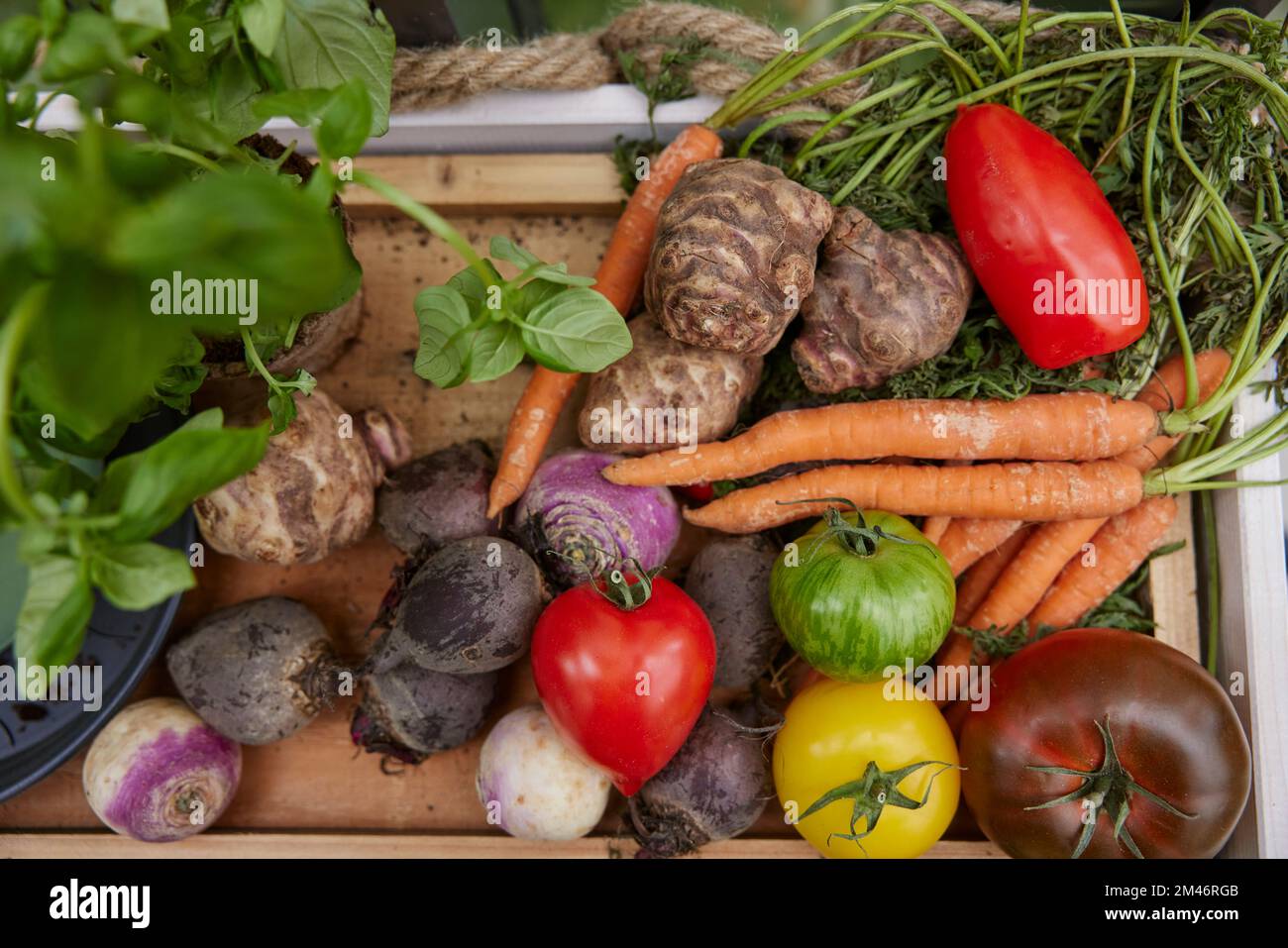 Blick auf frisch gepflücktes Gemüse Stockfoto