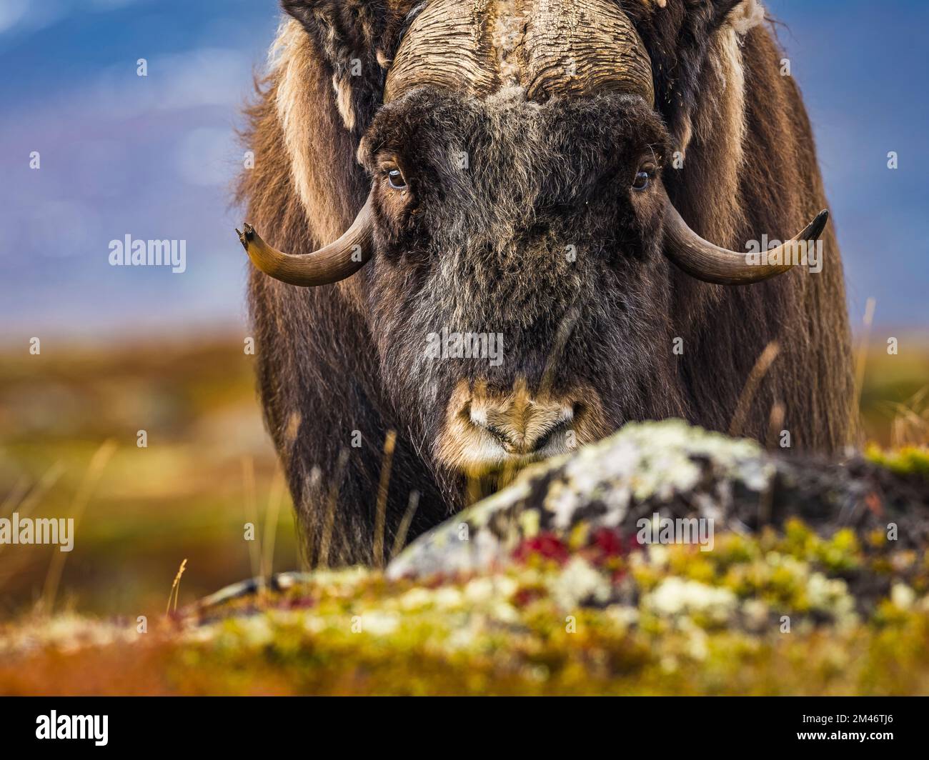 Bison an Kamera Stockfoto