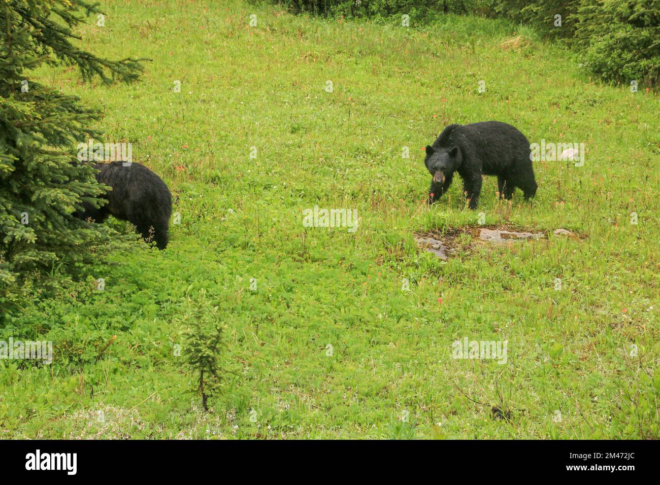 Grizzly Bear Yoho National Park, British Columbia, Kanada. Stockfoto