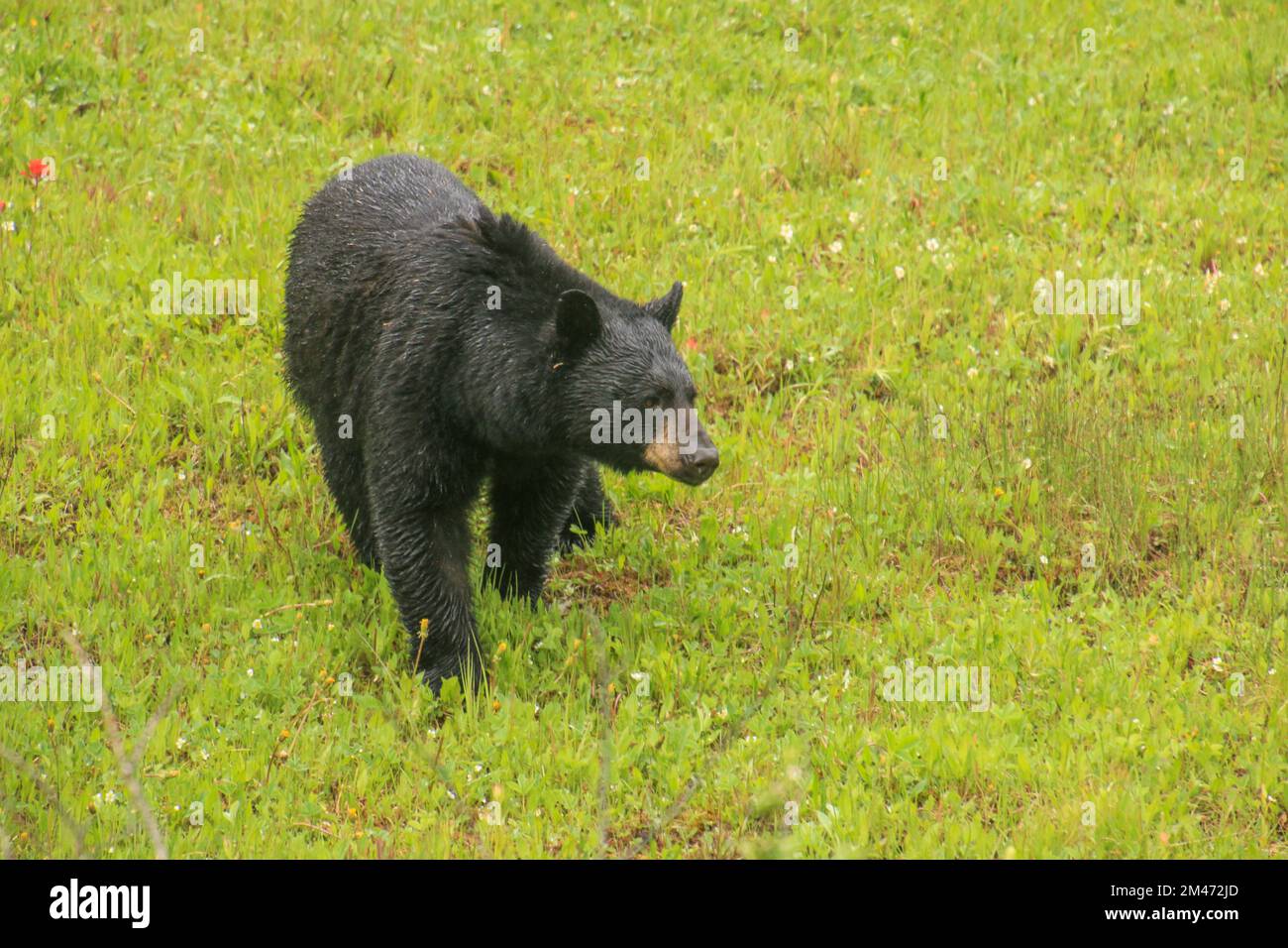 Grizzly Bear Yoho National Park, British Columbia, Kanada. Stockfoto