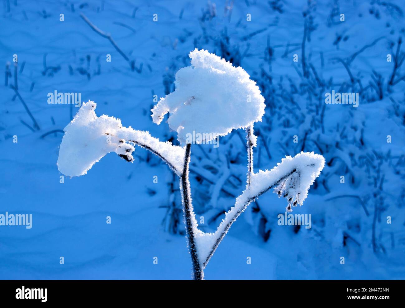 Winterliches Sonnenlicht erhellt die Schneekristalle auf der Pflanze Stockfoto