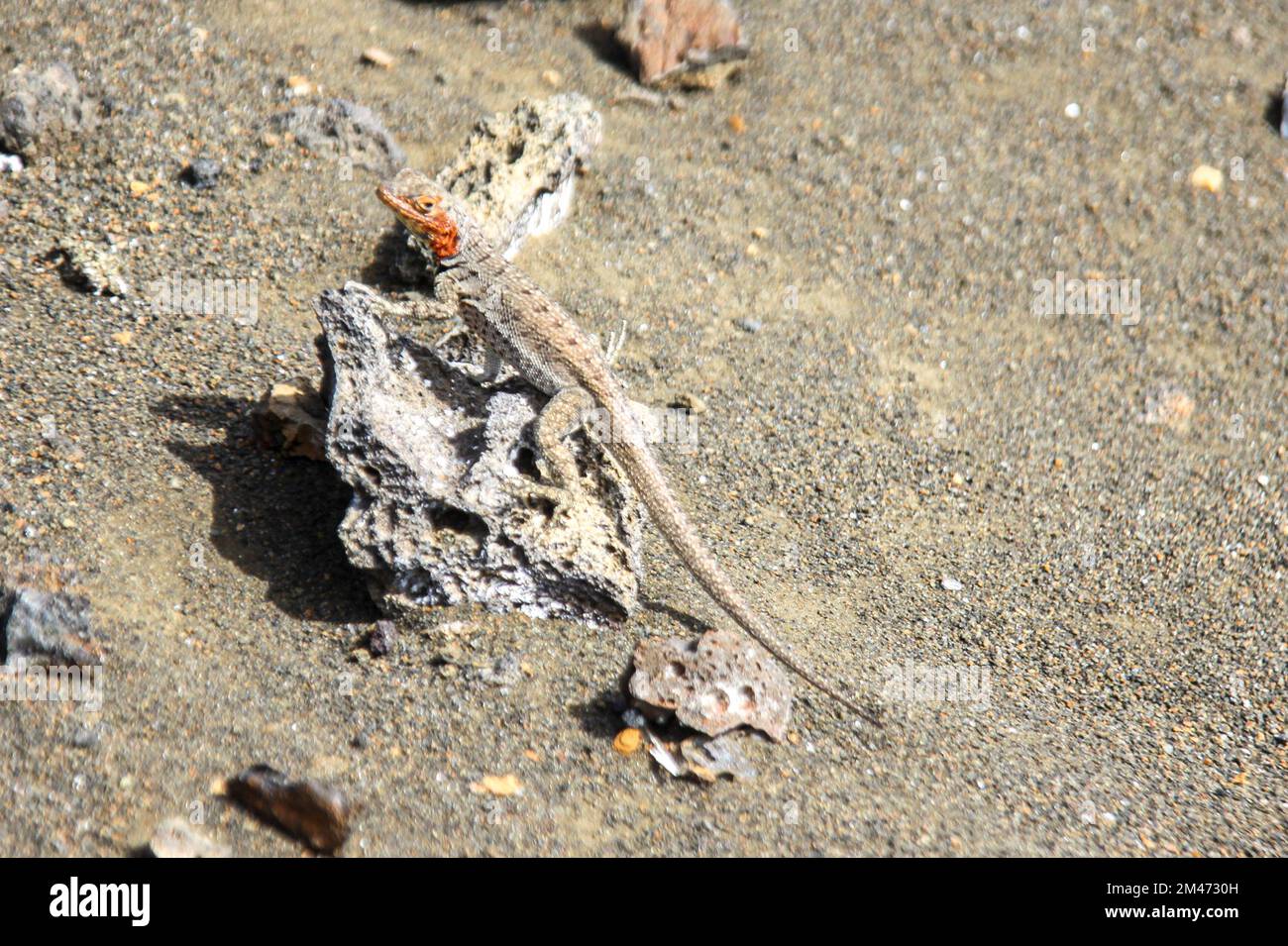 Lava-Eidechse (Microlophus Grayi), Galapagos-Inseln. Stockfoto