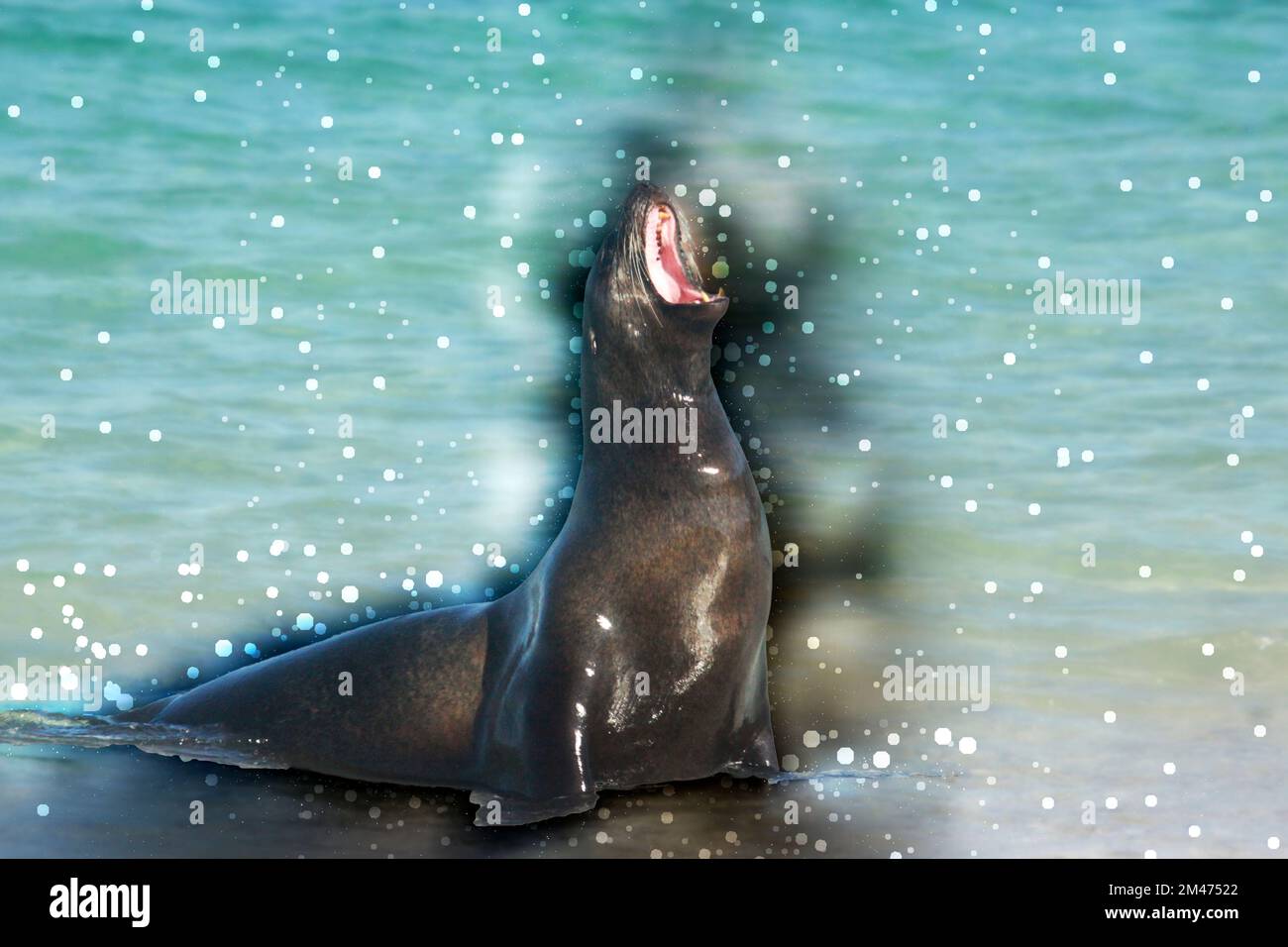 Digital verbessertes Bild des Galápagos Seelöwen (Zalophus wollebaeki), fotografiert in Galapagos, Ecuador Stockfoto