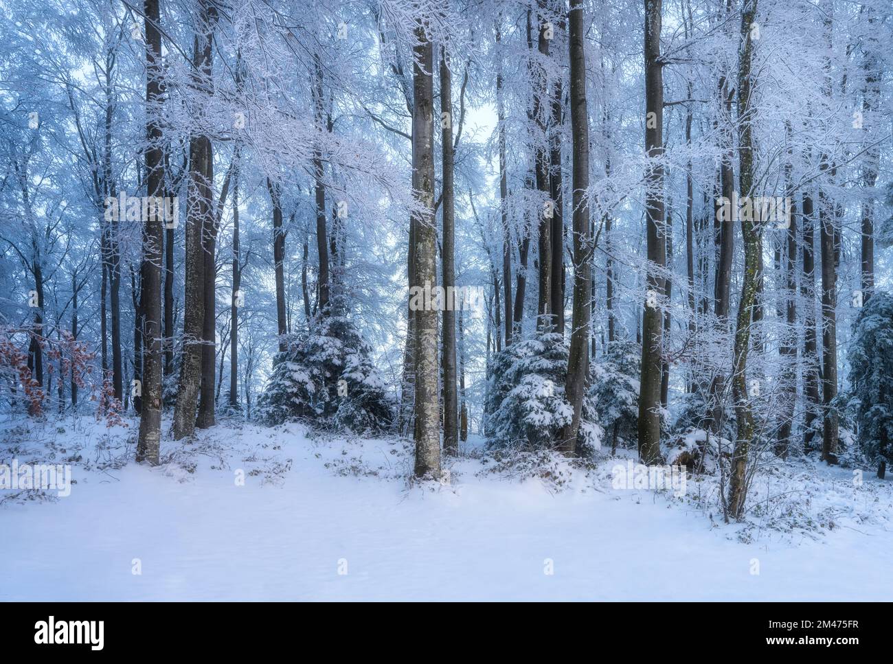 Verschneiter Wald im fantastischen Winter bei Sonnenaufgang. Bäume in Hacke Stockfoto
