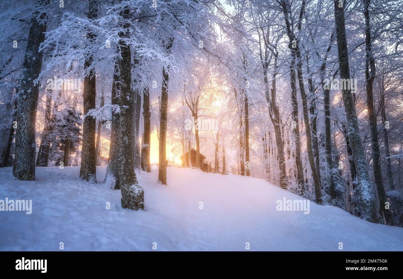 Verschneiter Wald im atemberaubenden Winter bei Sonnenuntergang. Bäume im Schnee Stockfoto