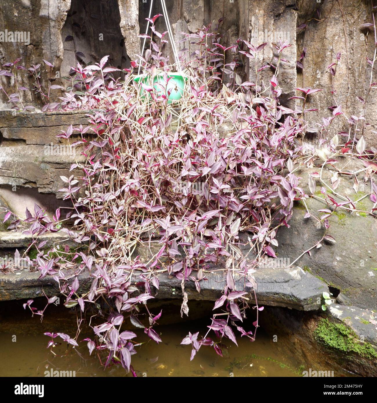 Lila Blätter blühen und breiten sich um einen grünen Topf auf einem Fischteich aus Stockfoto