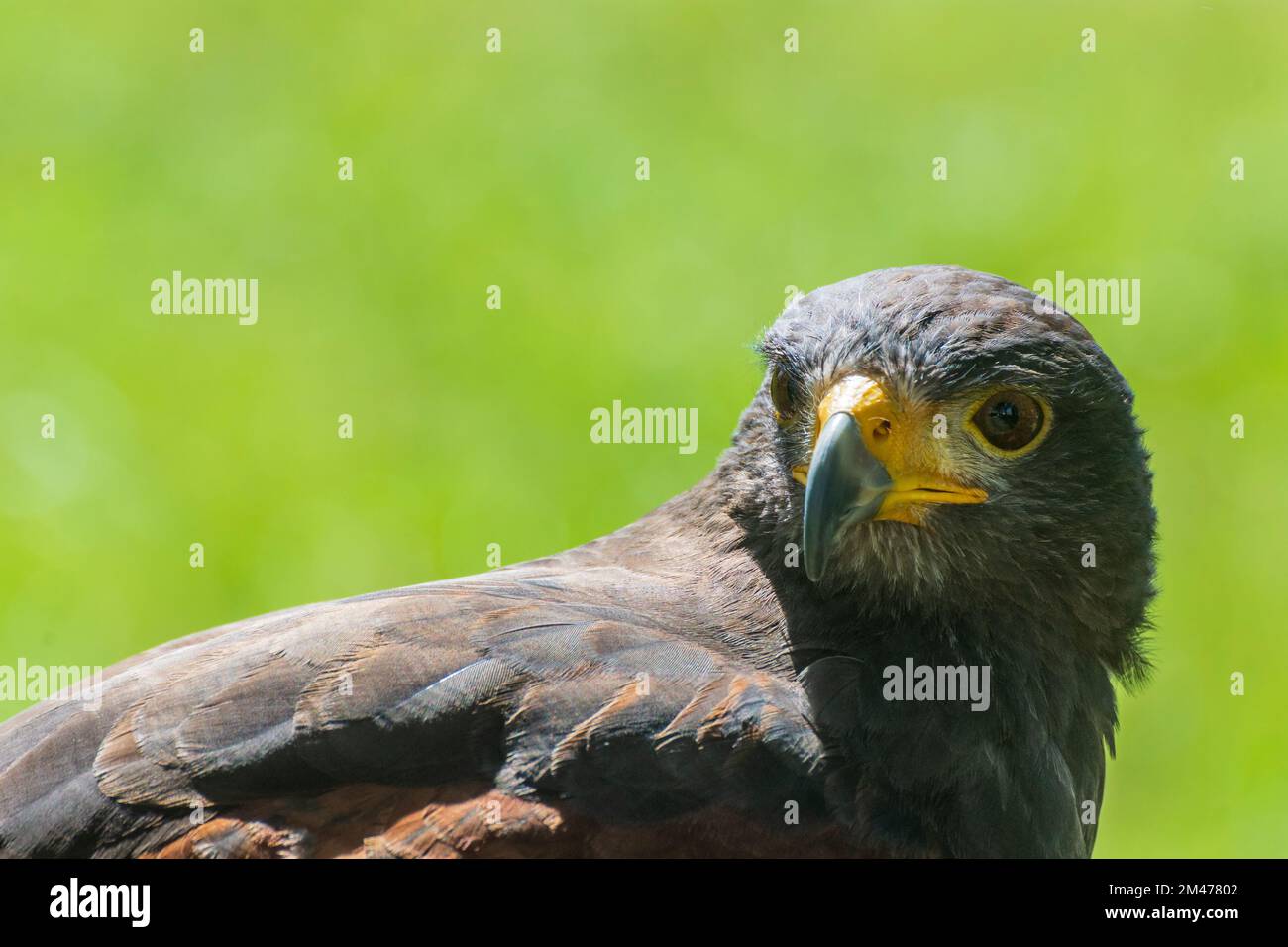 östlicher Kaiseradler (Aquila heliaca) in , , Slowakei Stockfoto