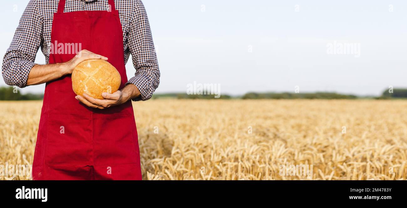 Rundes Brot in den Händen eines Bäckers, der eine Schürze trägt und auf dem Weizenfeld steht. Stockfoto