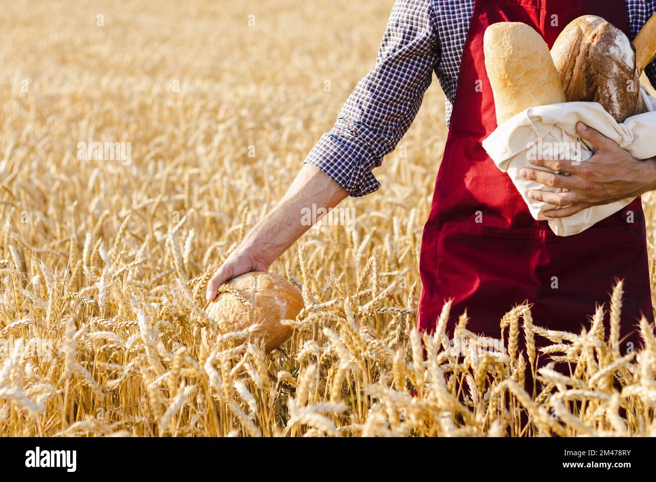 Rundes Brot in den Händen der Bauern auf Weizenfeldern. Stockfoto