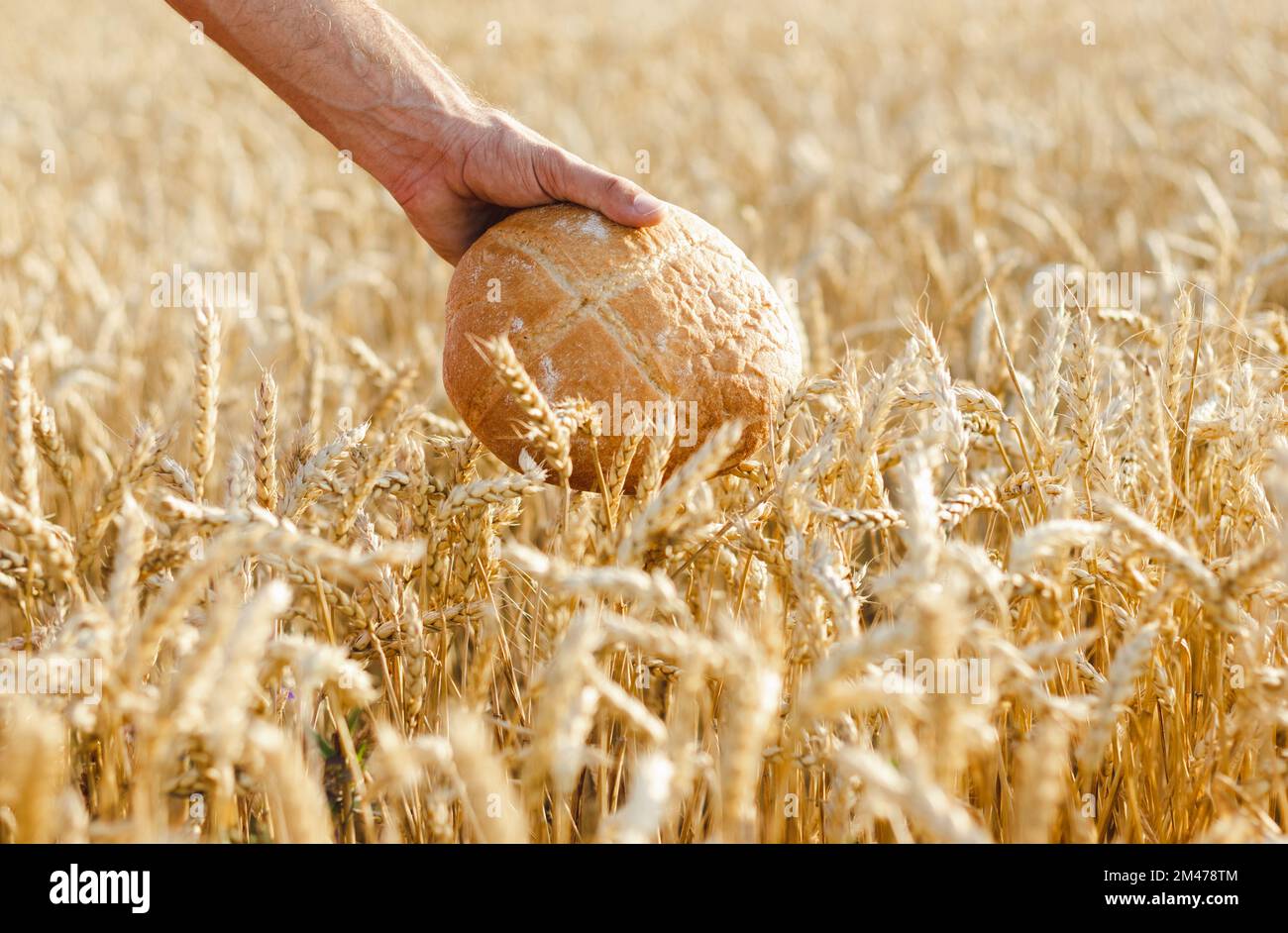 Rundes Brot in männlichen Händen im Weizenfeldhintergrund. Stockfoto