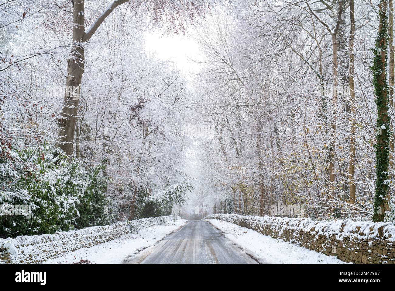 Fagus sylvatica. Winter Buchen Bäume entlang einer Landstraße im Schnee. Stow on the Wold, Cotswolds, Gloucestershire, England Stockfoto