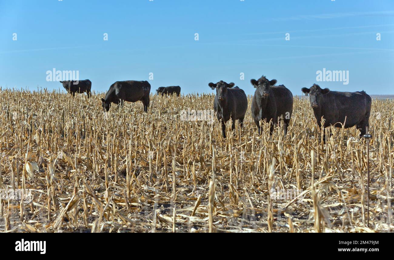 Rinderrinder „Bos“ weiden geerntetes Maisfeld (Ernteausfall), Prego County, Kansas. Stockfoto