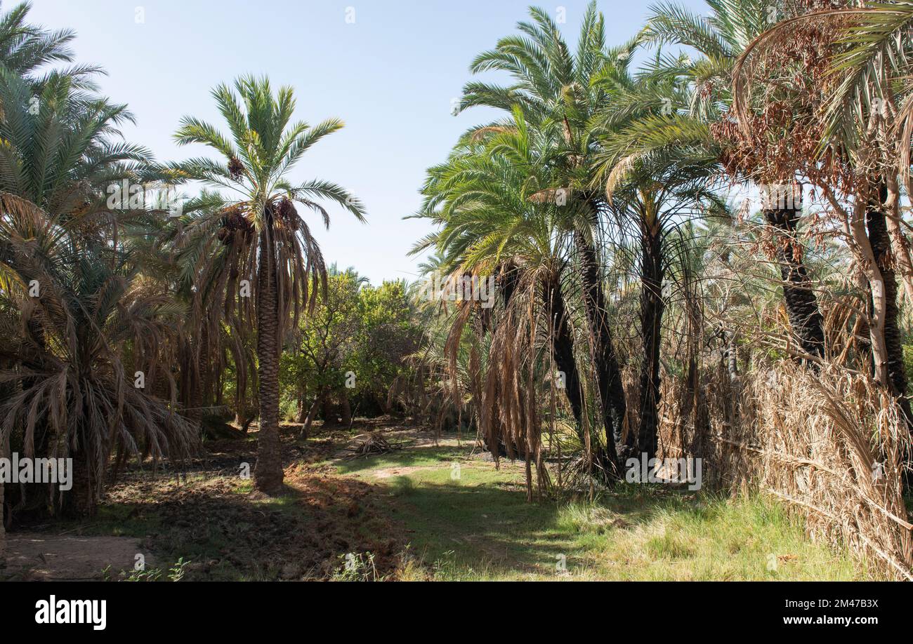 Graspfad durch ländliche afrikanische Landschaft ägyptische Dattelpalmenfarm in einem abgelegenen Dorf Stockfoto