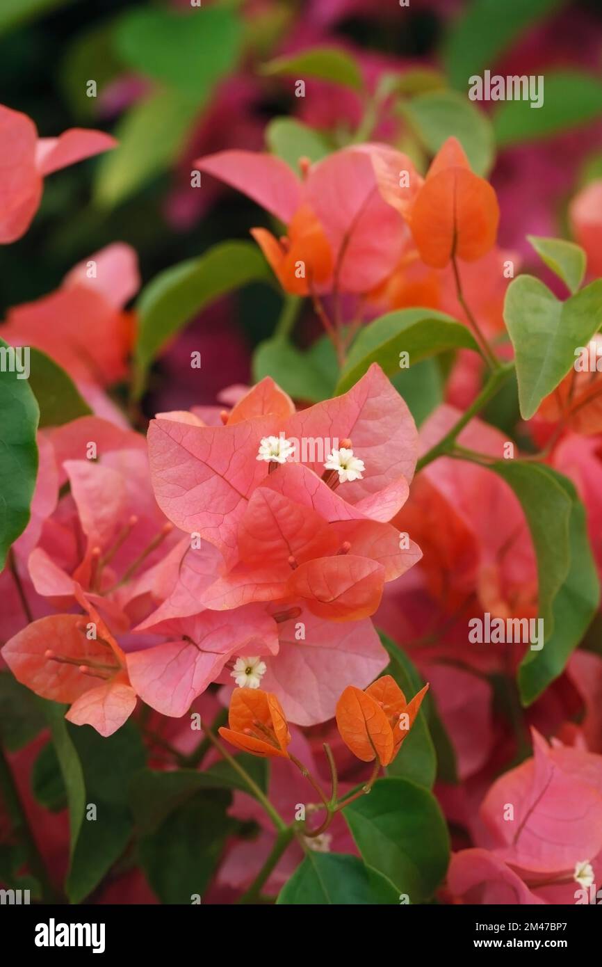 Bougainvillea „Orange Glory“ Blumen. Stockfoto