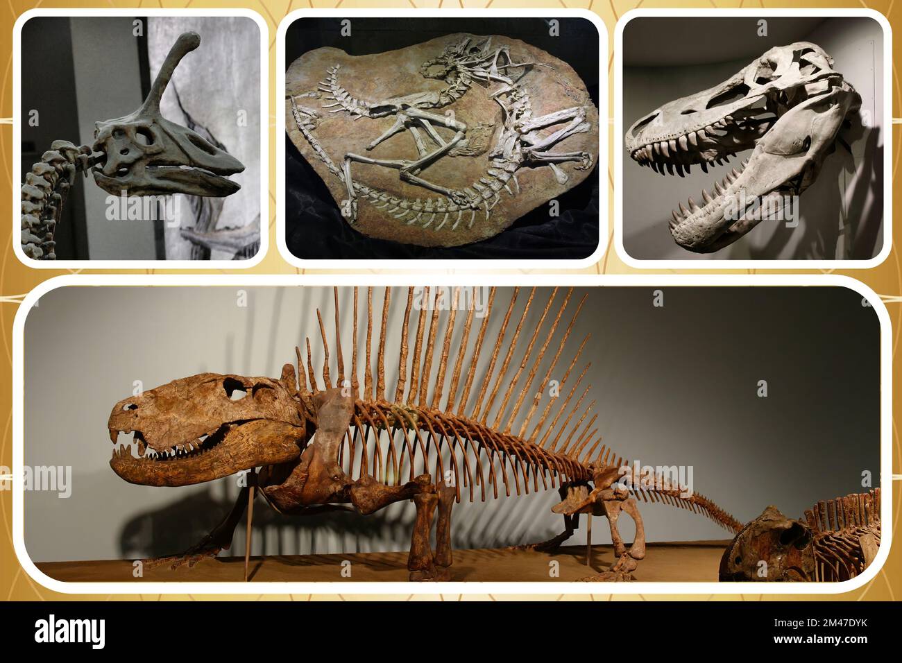 Eine Sammlung interessanter originaler Dinosaurierskelette aus verschiedenen Museen. Stockfoto