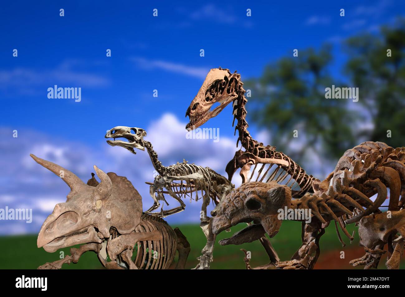 Eine Sammlung interessanter originaler Dinosaurierskelette aus verschiedenen Museen. Stockfoto