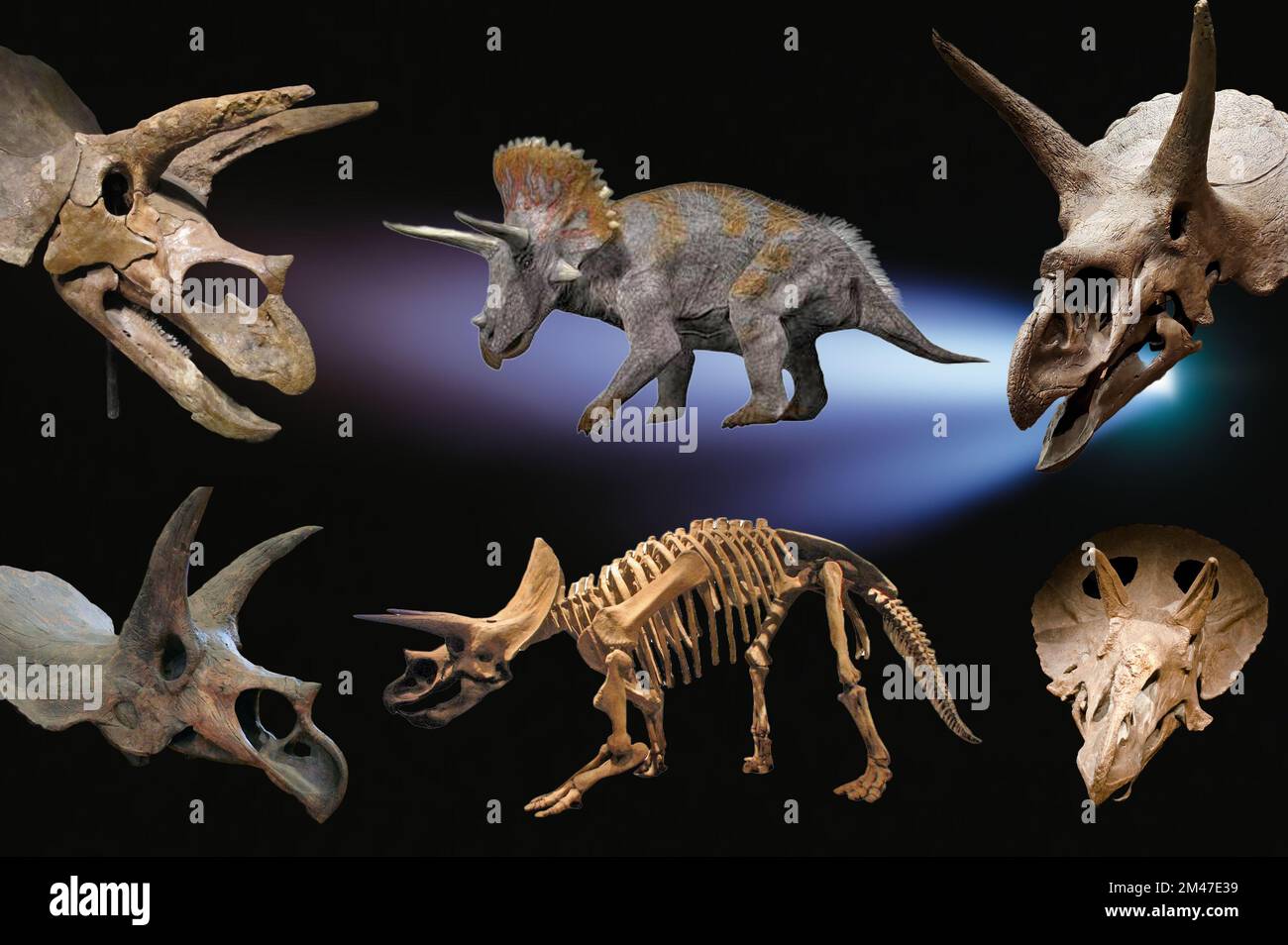 Triceratops ist ein ceratopsider Chasmosaurin pflanzlichen Dinosaurier, der während des späten Maastrichtians der späten Kreidezeit um etwa 68 Mio. erschien Stockfoto