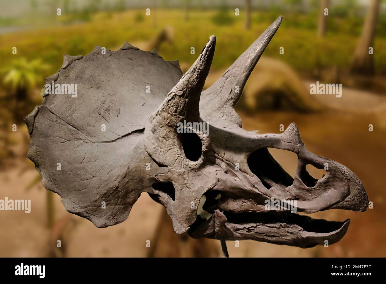 Triceratops ist ein ceratopsider Chasmosaurin pflanzlichen Dinosaurier, der während des späten Maastrichtians der späten Kreidezeit um etwa 68 Mio. erschien Stockfoto
