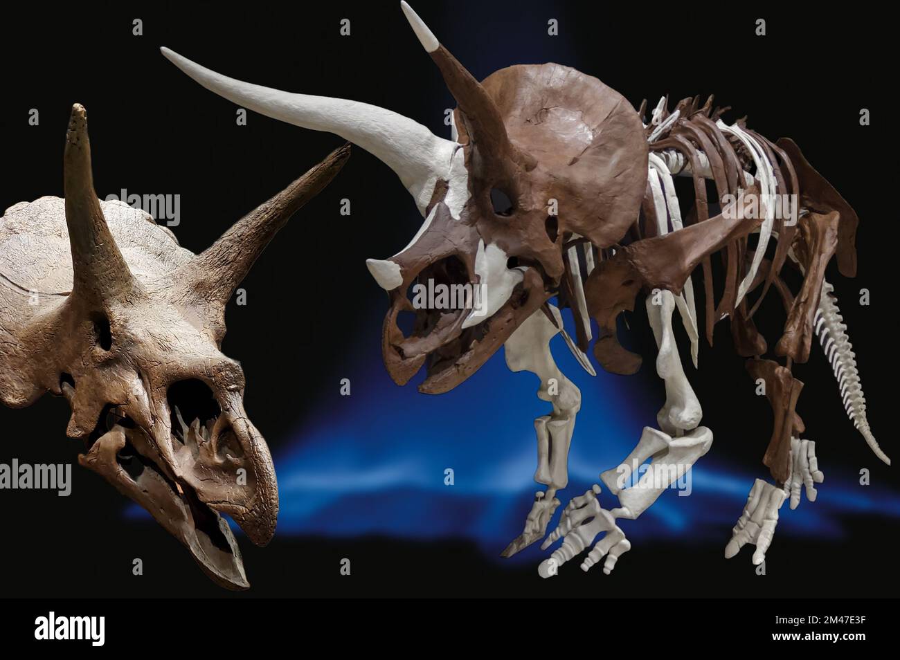 Triceratops ist ein ceratopsider Chasmosaurin pflanzlichen Dinosaurier, der während des späten Maastrichtians der späten Kreidezeit um etwa 68 Mio. erschien Stockfoto