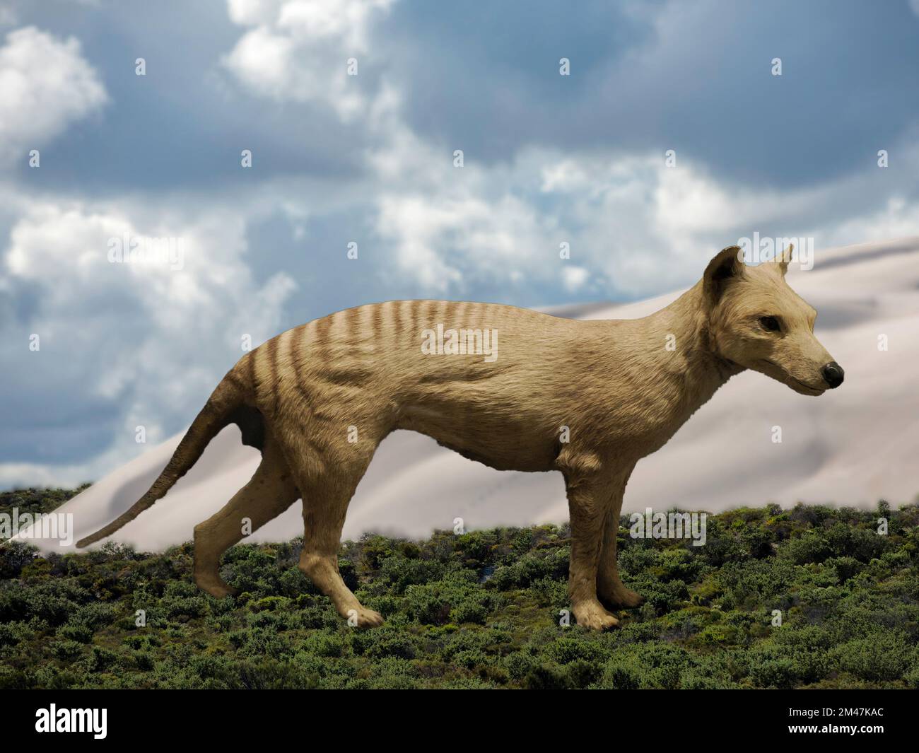 tasmanischer Wolftiger australia Diorama Rekonstruktion eletronische Anzeige Stockfoto