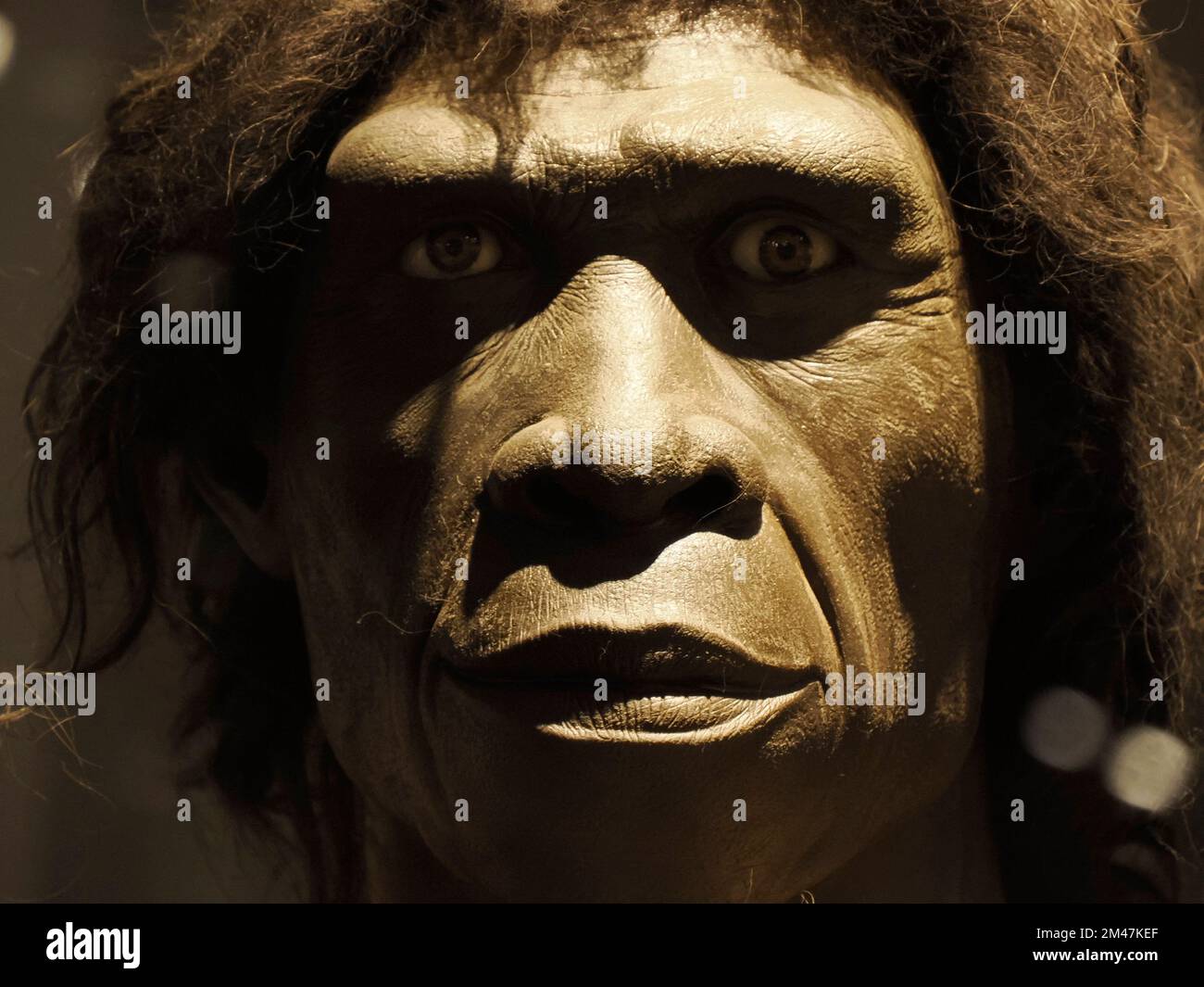 Homo erectus menschlicher Schädel-Detail Stockfoto