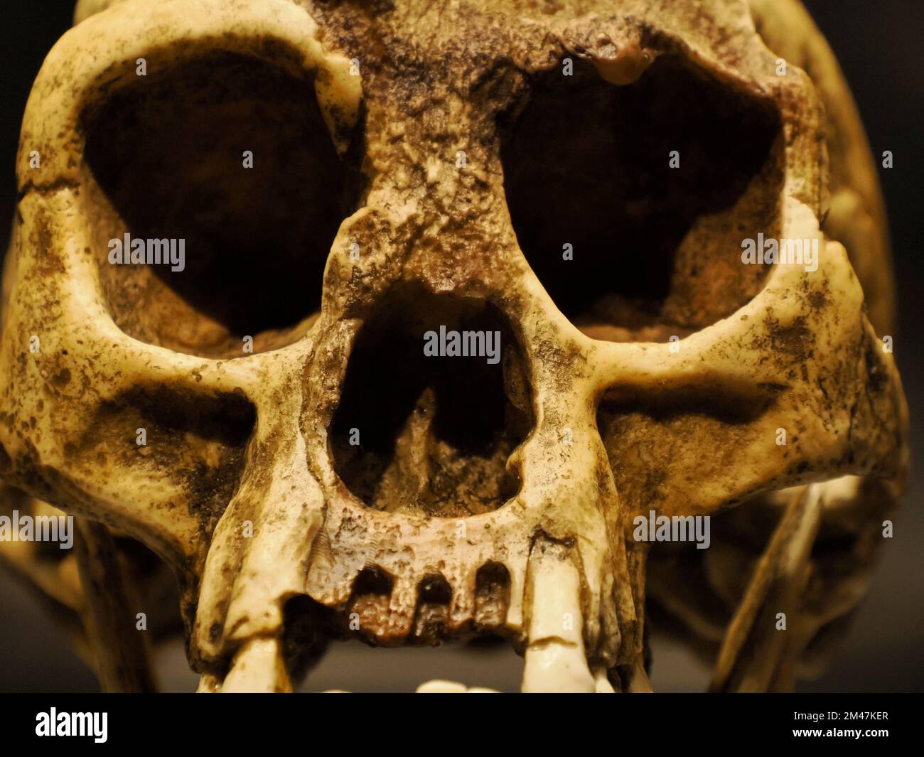 Homo erectus menschlicher Schädel-Detail Stockfoto