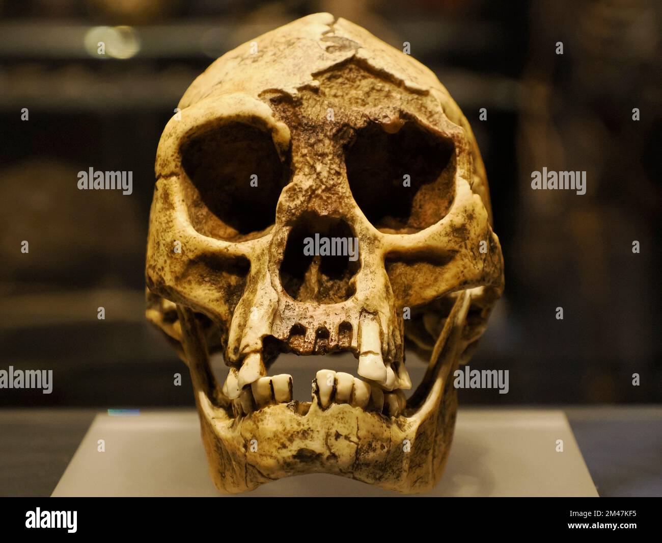 Homo erectus menschlicher Schädel-Detail Stockfoto