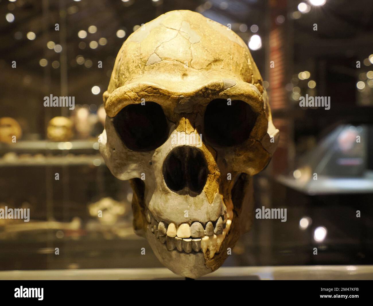 Homo erectus menschlicher Schädel-Detail Stockfoto