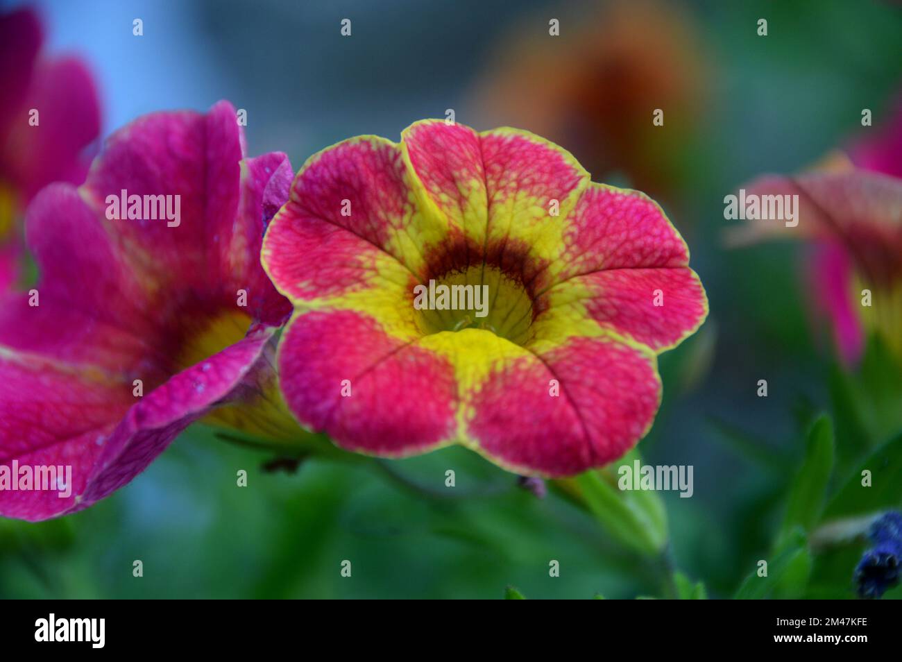 Einzelne rosafarbene/gelbe Calibrachoas (Millionen Glocken, nachfolgende Petunien oder Superbells) Blume, die an einer Grenze in einem englischen Landgarten, Lancashire, angebaut wird. Stockfoto