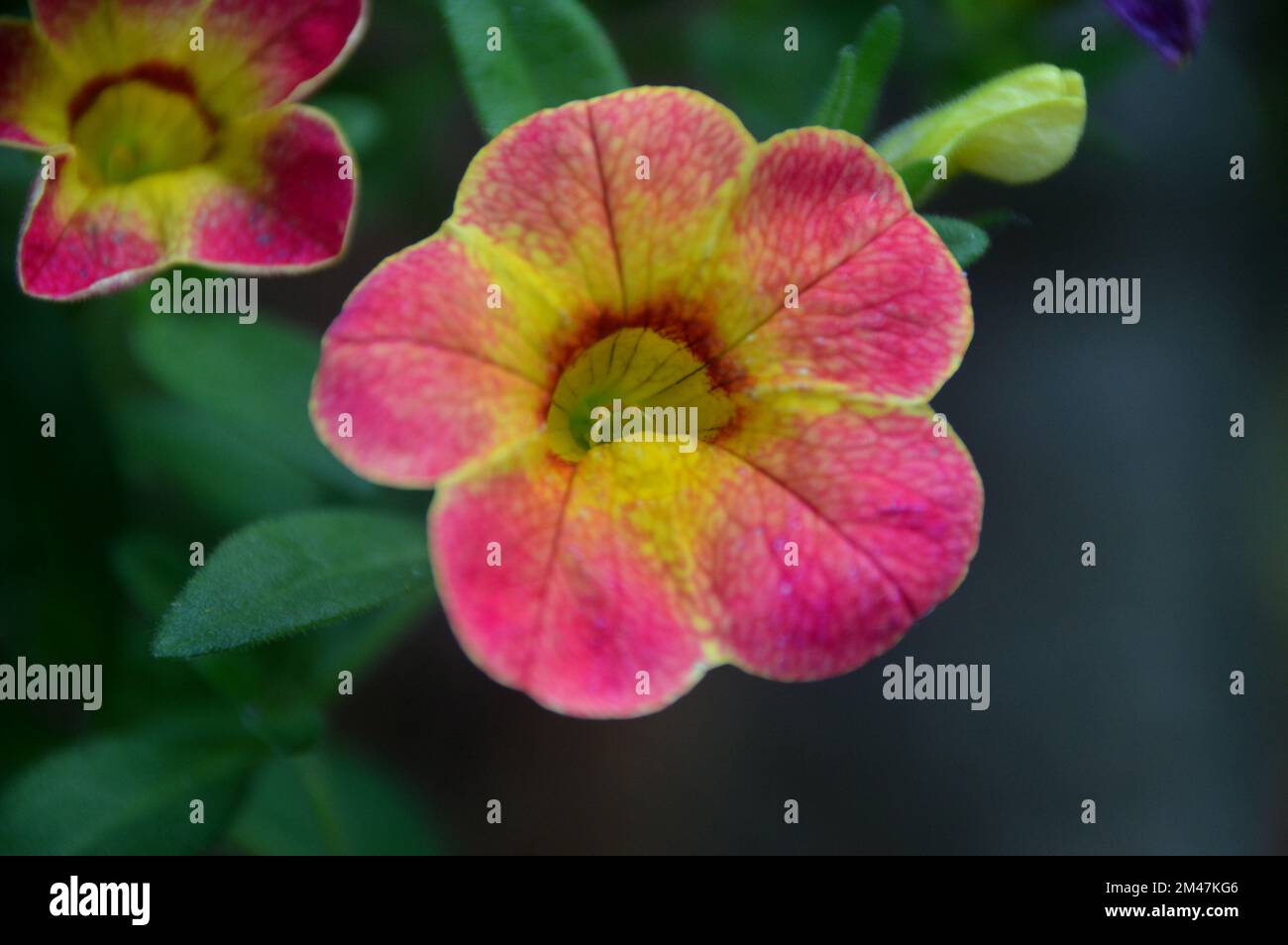 Einzelne rosafarbene/gelbe Calibrachoas (Millionen Glocken, nachfolgende Petunien oder Superbells) Blume, die an einer Grenze in einem englischen Landgarten, Lancashire, angebaut wird. Stockfoto