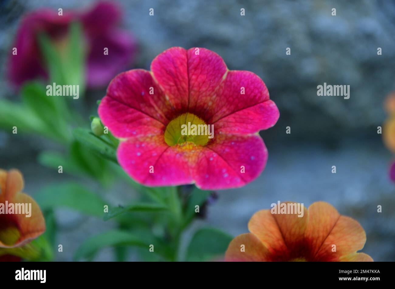 Einzelne rosa Calibrachoas (Million Bells, nachfolgende Petunias oder Superbells) Blume, die an einer Grenze in einem englischen Country Garden in Lancashire, England, angebaut wurde. Stockfoto