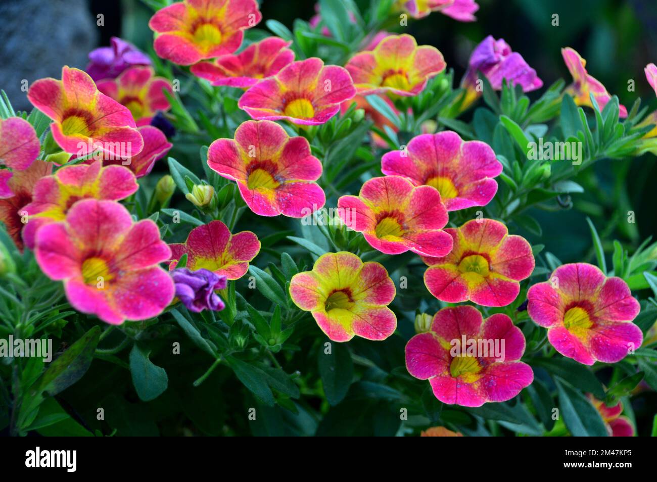 Rosa/Gelbe Kalibrachoas (Million Bells, nachfolgende Petunias oder Superbells) Blumen, die an einer Grenze in einem englischen Landgarten in Lancashire, England, angebaut werden. Stockfoto