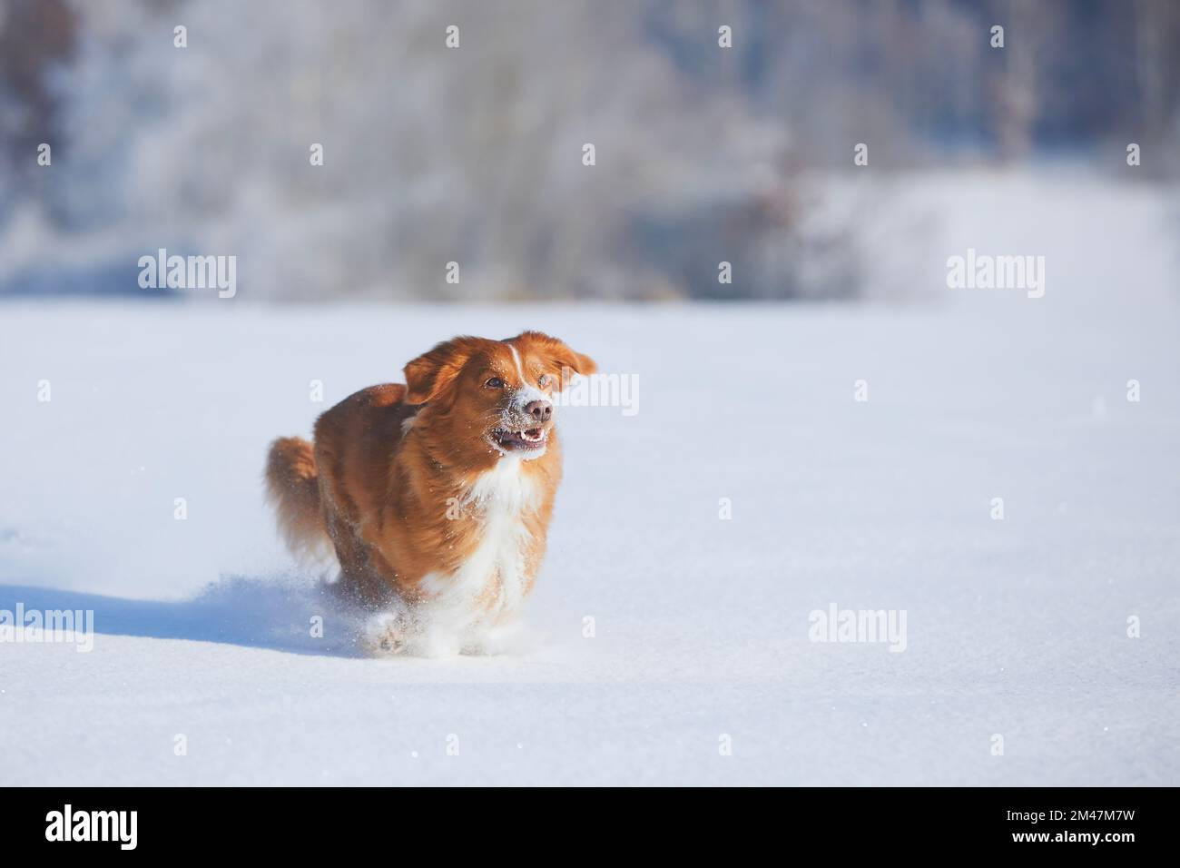 Ein glücklicher Hund, der schnell in tiefem Schnee rennt. Fröhlicher Neuschottischer Entenwetter in der Winterlandschaft. Stockfoto
