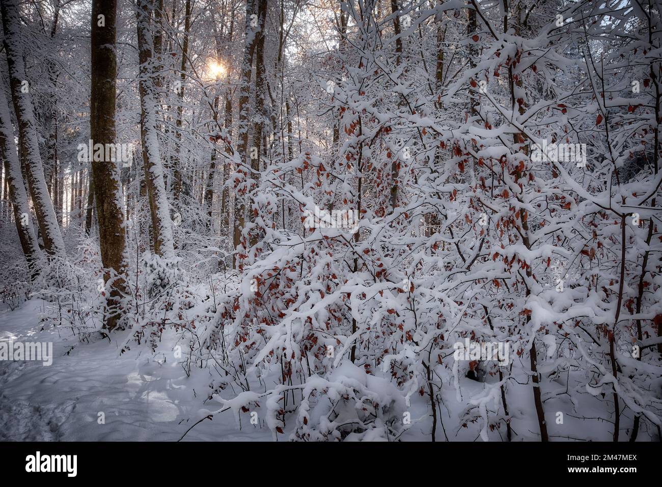 DE - BAYERN: Winterliche Szene im Farchet-Wald in Bad Toelz, Oberbayern Stockfoto