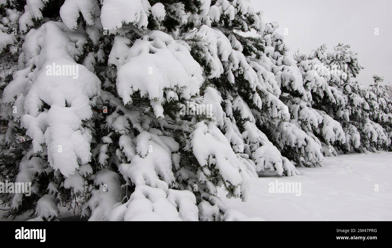 Bäume mit frischem Schnee entlang der Wellington Street, Ottawa, Ontario, Kanada Stockfoto