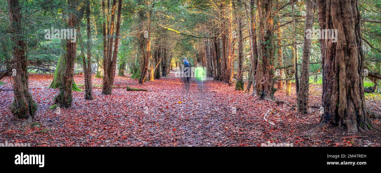 Yew Tree Walk Green Dean Surrey Hills Stockfoto