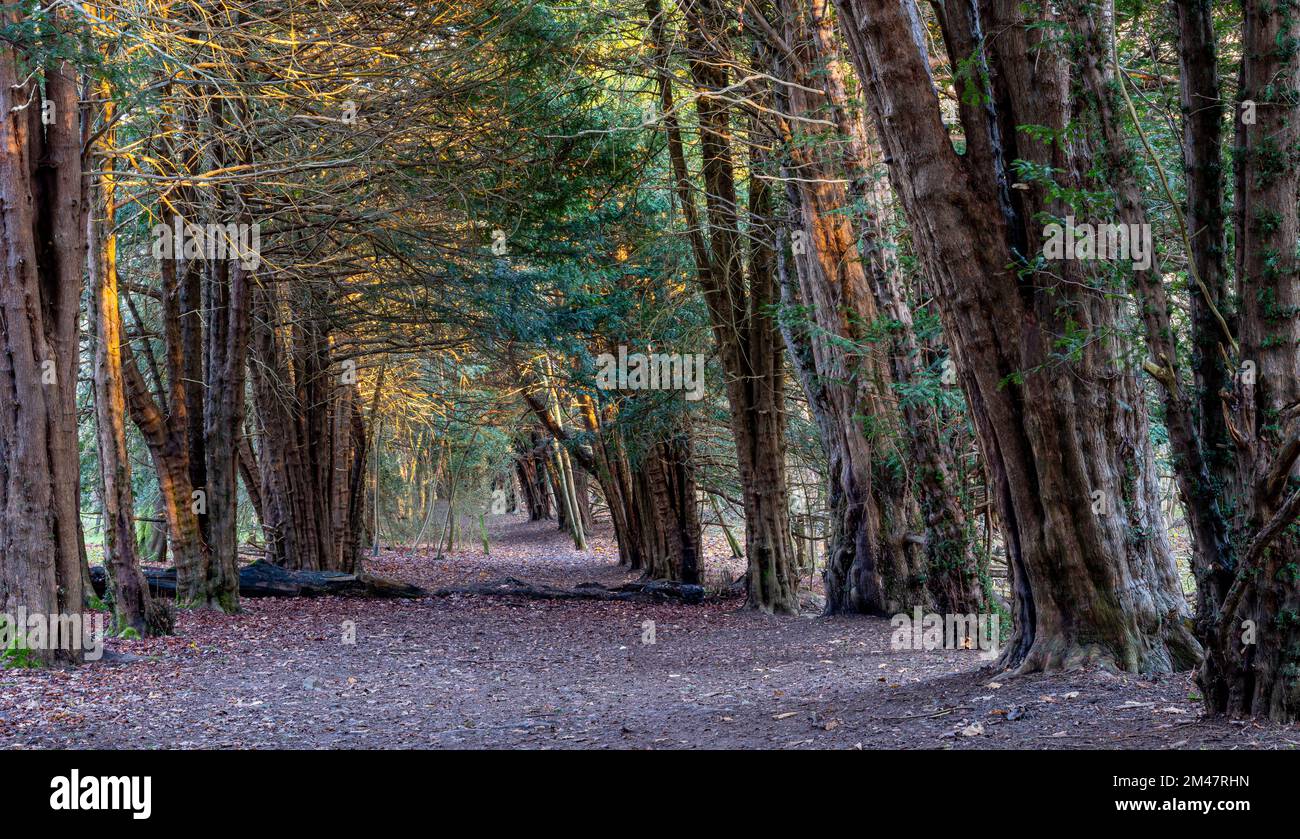 Yew Tree Walk Green Dean Surrey Hills Stockfoto