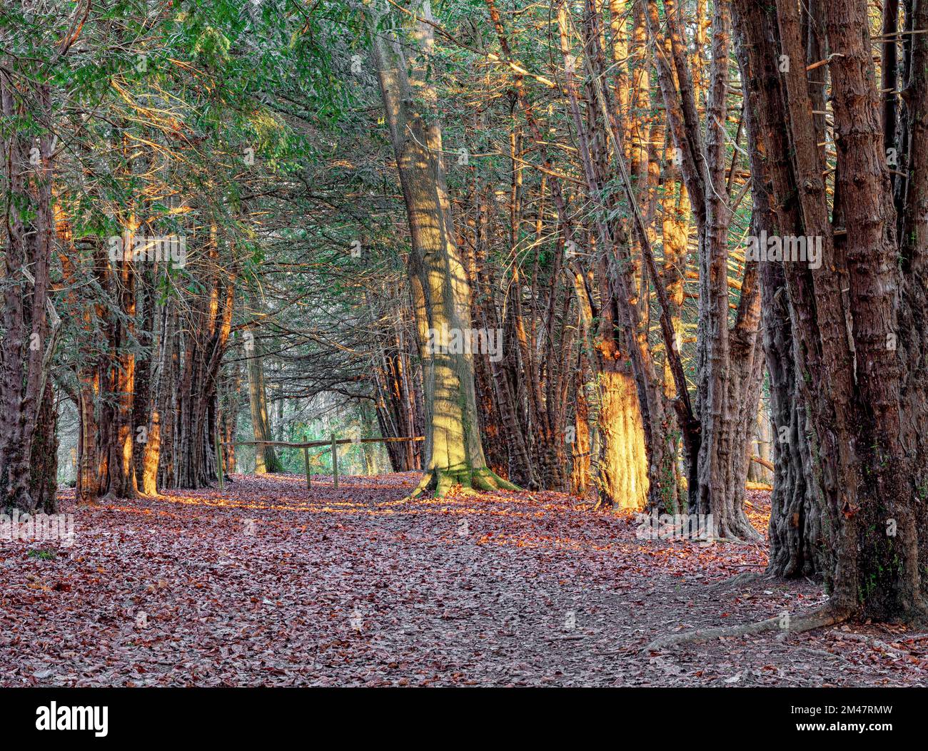 Yew Tree Walk Green Dean Surrey Hills Stockfoto