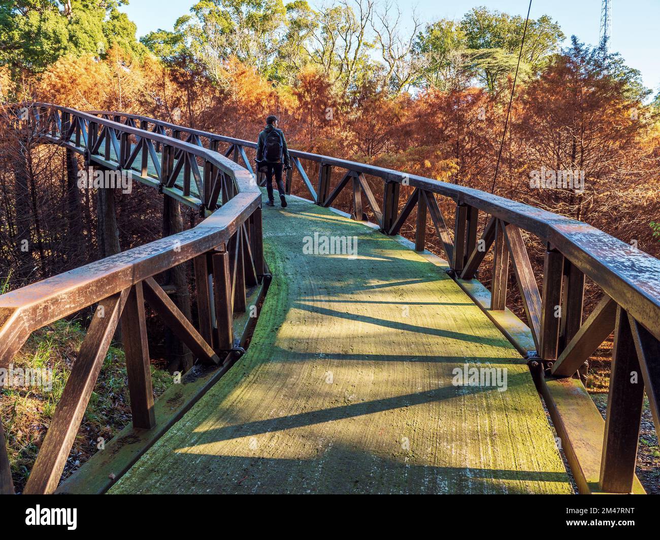 Mann mit Rucksack auf Brücke im Herbst-Waldpark. Reise-, Abenteuer- und Tourismuskonzept. Stockfoto